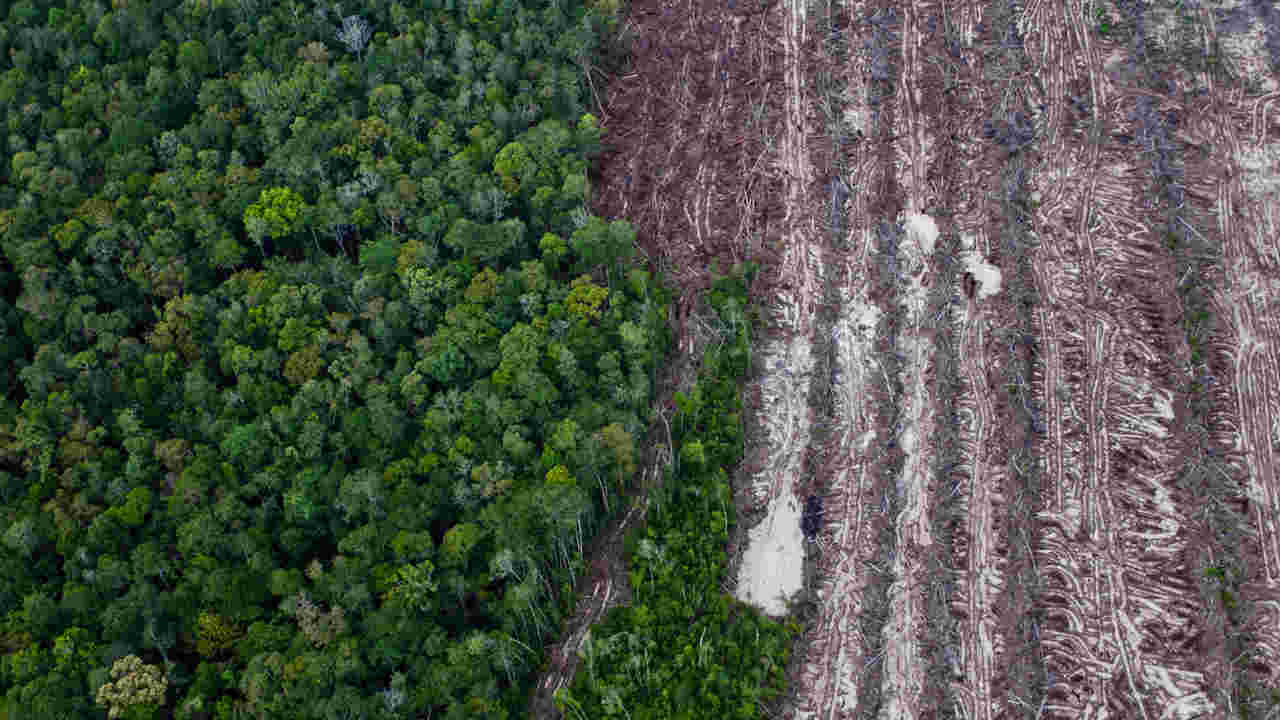 Increasing agricultural demands by rich countries increases deforestation in tropics Increasing agricultural demands by rich countries increases deforestation in tropics