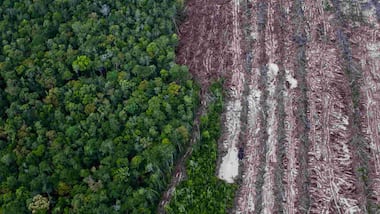 Increasing agricultural demands by rich countries increases deforestation in tropics