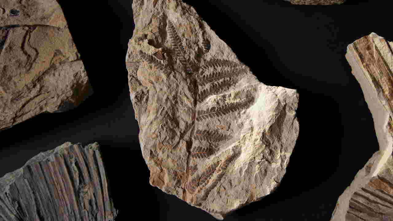 A fern fossilized in a rock. Image credit: Denver museum
