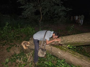 Movement to Save Aarey forest: Effects of climate change need nuanced interventions, afforestation isn't enough Movement to Save Aarey forest: Effects of climate change need nuanced interventions, afforestation isn't enough