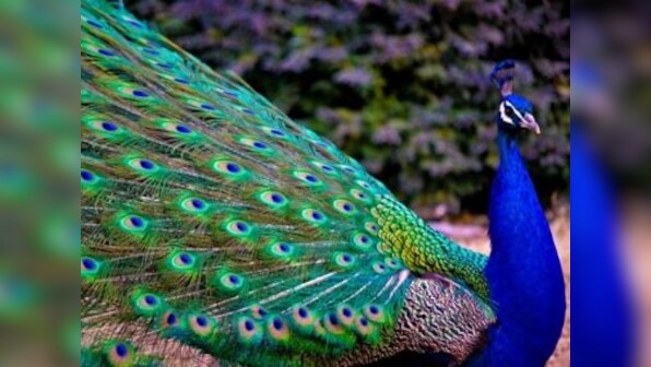 Do we possess our possessions or do they possess us?
