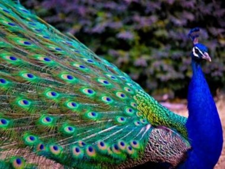 Do we possess our possessions or do they possess us?