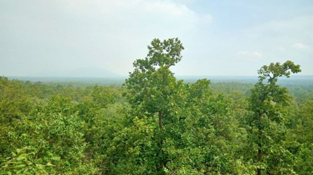 View of the forest in Katghora forest circle which is a part of the Lemru elephant reserve. Photo by Asha Verma.