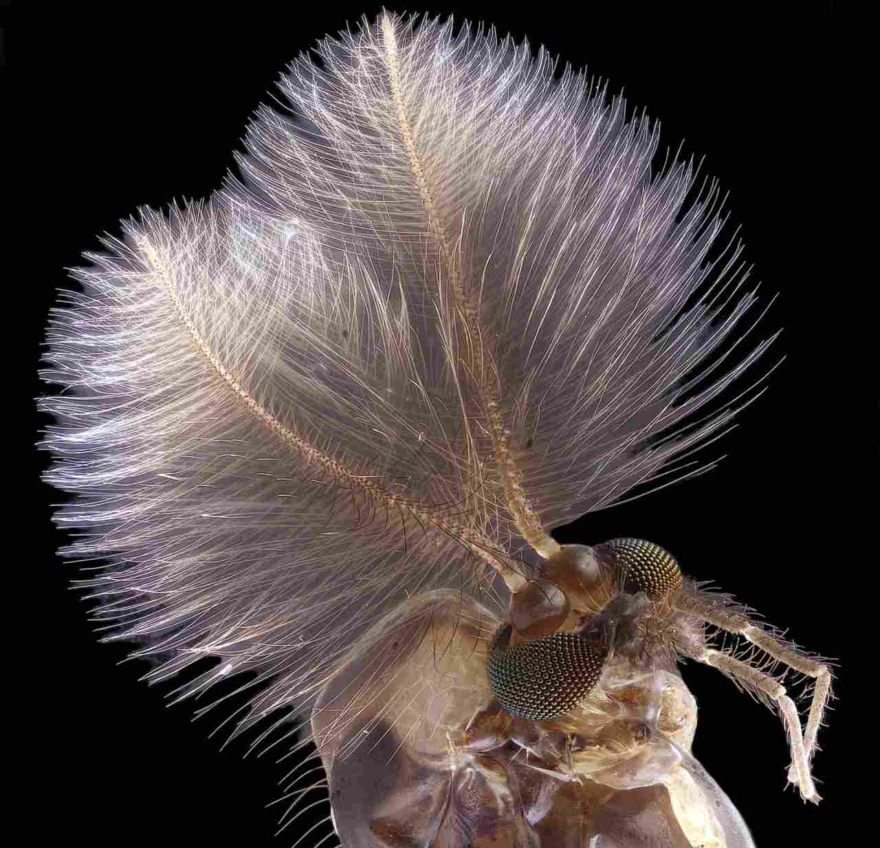 A male mosquito. Image credit: Jan Rosenboom/Nikon Small World