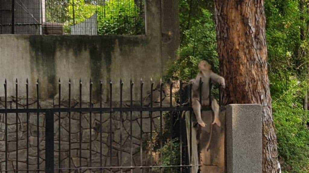 Delhi government’s animal welfare policy also talks about animal birth control programmes for monkeys. Photo by Hridayesh Joshi.