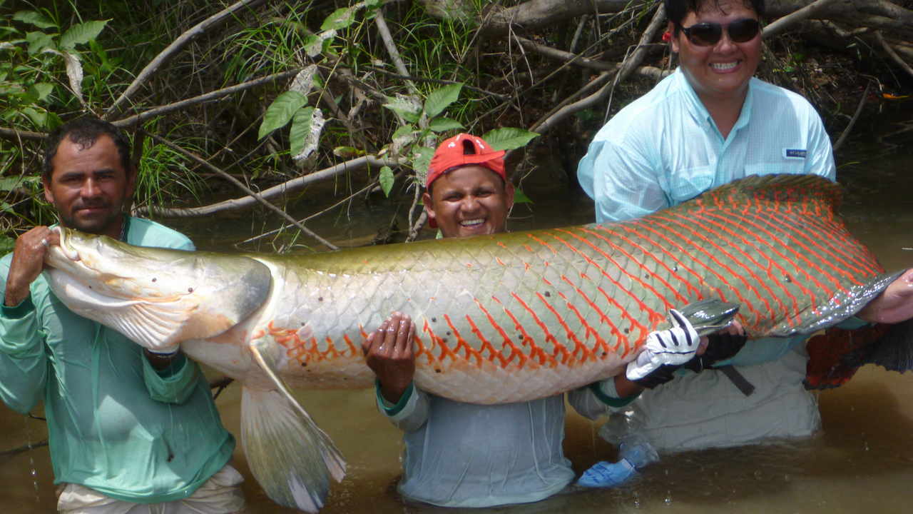 Men stand with their Arapaima catch. Image credit: Flickr/Haka