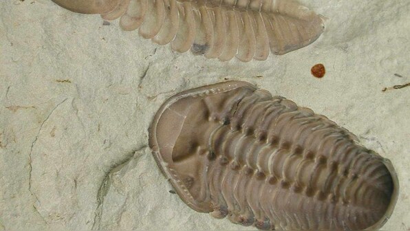 Fossils show collective behaviour in animals might've began 480 million years ago