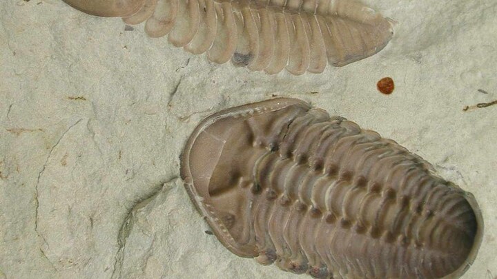 Fossils show collective behaviour in animals might've began 480 million years ago