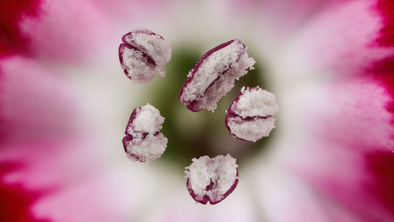 Hidden universe captured in astonishing detail by winners of Nikon micro-photography contest Hidden universe captured in astonishing detail by winners of Nikon micro-photography contest