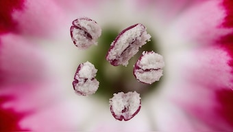Hidden universe captured in astonishing detail by winners of Nikon micro-photography contest