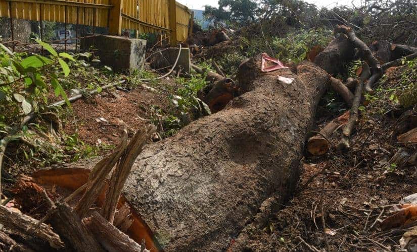 A remains of cut trees logs at Mumbai Metro Carshed at Aarey Colony. Getty Images