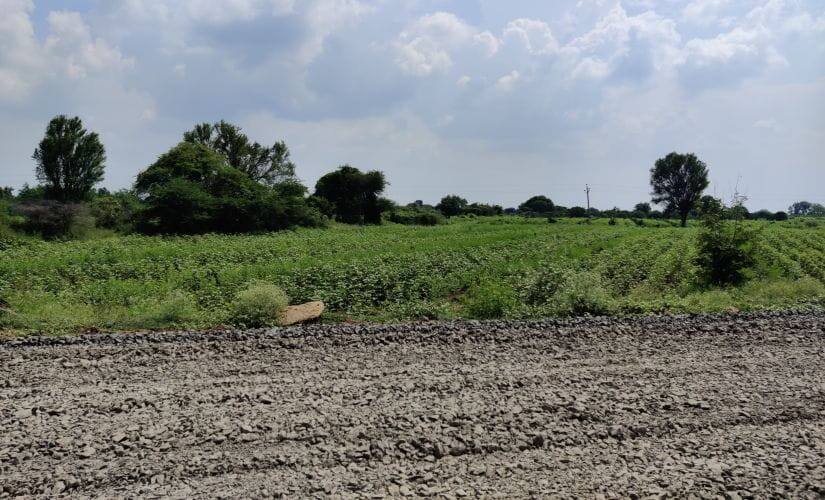 Erratic rainfall this season has meant the cotton crop is stunted, and the harvest would be half of what it is in a decent year. Image/Parth MN