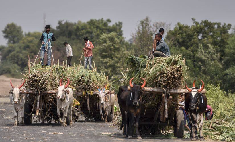 It is also correct that land holdings in India have been declining generally. Although this is true across communities, Marathas would be among the groups that are more deeply affected, as they are primarily an agrarian community. Getty Images