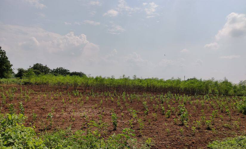 The effects of credit crisis is stark. Travelling through the barren fields of rural Aurangabad, the disillusionment among farmers is palpable. Image/Parth MN
