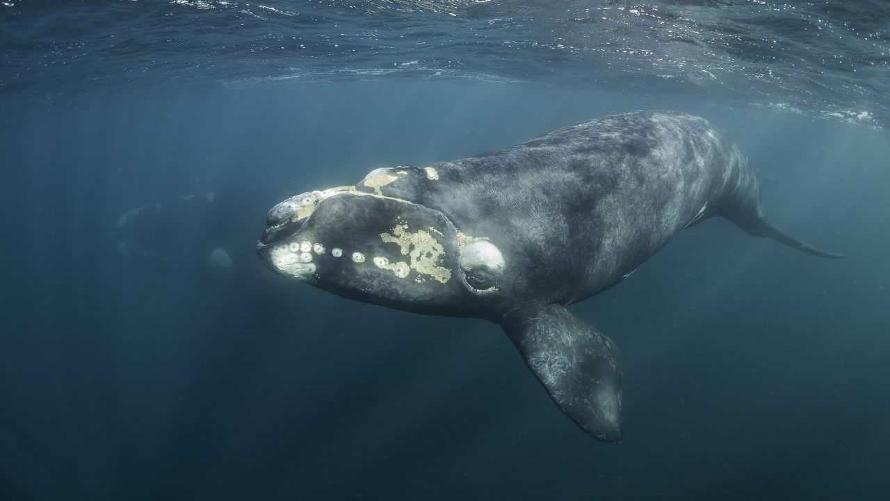 Wildlife Week 2019: How do you weigh a live whale? A marine biologist talks  about working with the planet's biggest animal- Technology News, Firstpost