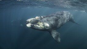 Wildlife Week 2019: How do you weigh a live whale? A marine biologist talks about working with the planet's biggest animal
