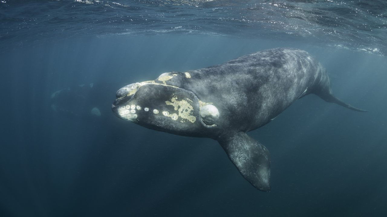 Wildlife Week 2019: How do you weigh a live whale? A marine biologist talks about working with the planet's biggest animal Wildlife Week 2019: How do you weigh a live whale? A marine biologist talks about working with the planet's biggest animal
