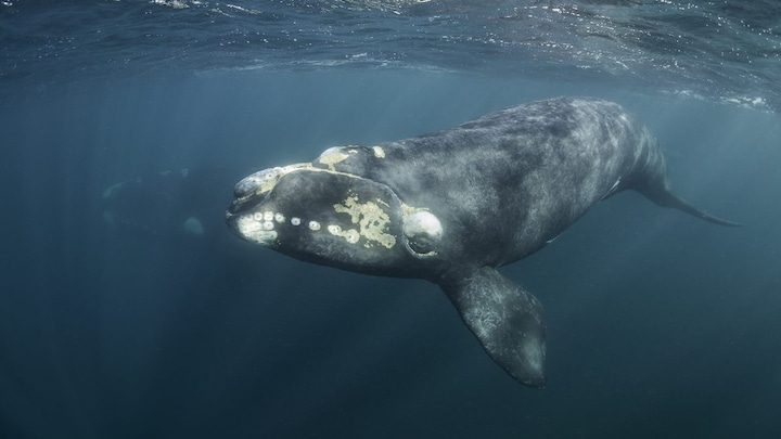 Wildlife Week 2019: How do you weigh a live whale? A marine biologist talks about working with the planet's biggest animal