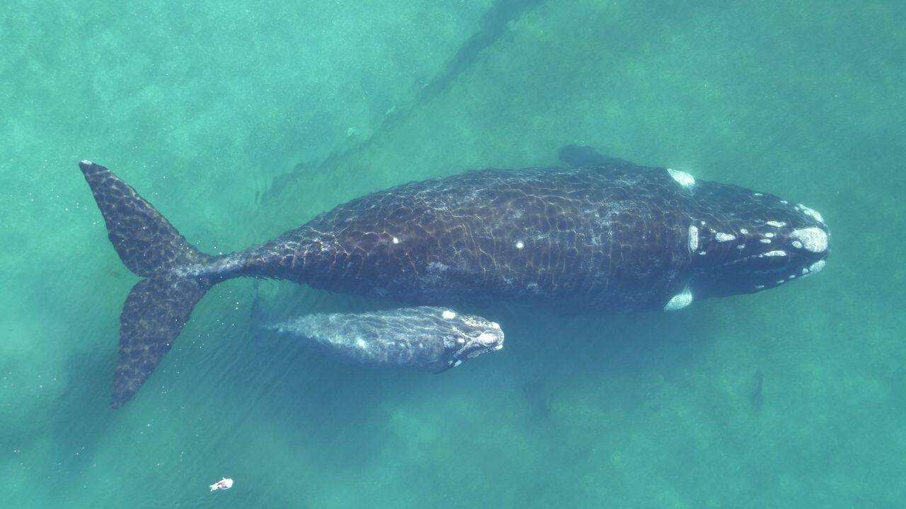 A southern right whale mother-calf pair filmed by the author’s drone. Image: Author provided