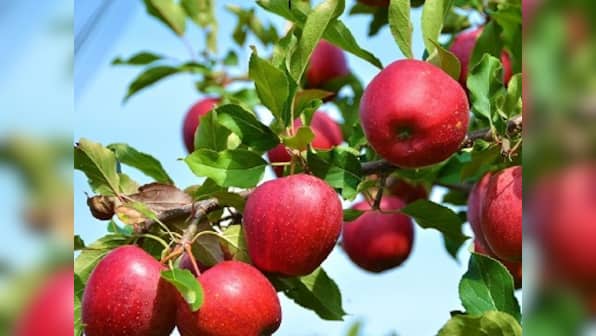 Kashmir's rich apple harvest comes as unexpectedly sweet news for Centre, arrivals pick up at Azadpur mandi
