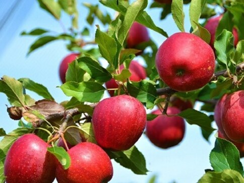 Kashmir's rich apple harvest comes as unexpectedly sweet news for Centre, arrivals pick up at Azadpur mandi Kashmir's rich apple harvest comes as unexpectedly sweet news for Centre, arrivals pick up at Azadpur mandi