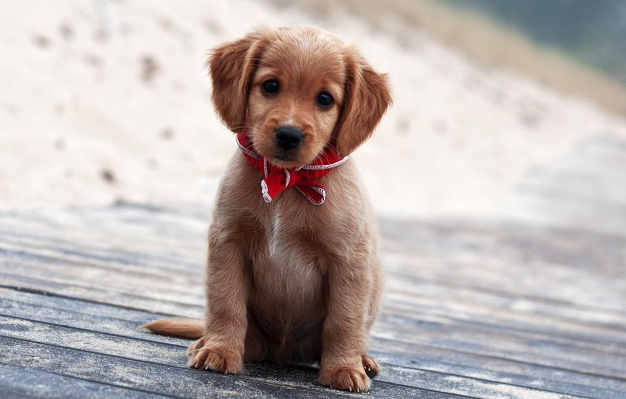 Cutest puppy in the world. Image: Pinterest/MrWallpaper