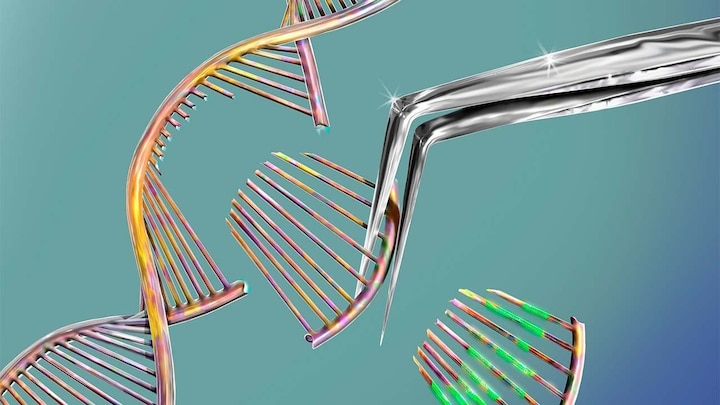 CRISPR gene editing can cause unwanted changes in human embryos, study finds