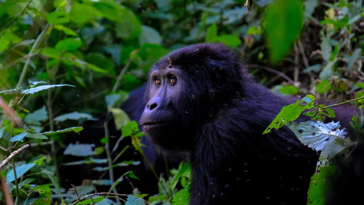 Scientists now know how the deadly malaria parasite jumped from gorillas to humans Scientists now know how the deadly malaria parasite jumped from gorillas to humans