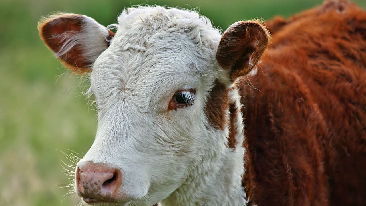 Gene-edited hornless cattle meat does not get FDA approval for human ...