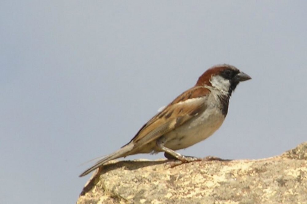 A house sparrow. Image credit: KR Kishendas.