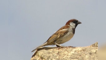 World Sparrow Day 2022: All you need to know about common house sparrows