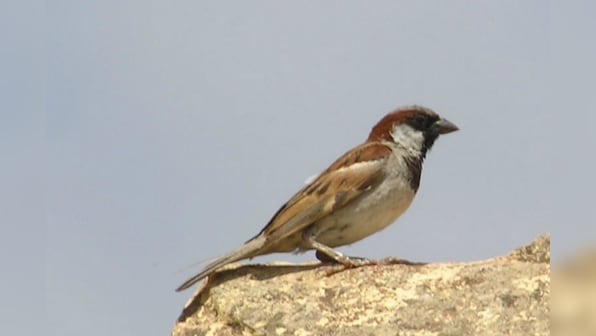 Read these beautiful children’s books on World Sparrow Day today