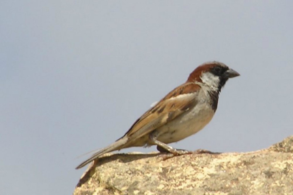 World Sparrow Day 2022: All you need to know about common house sparrows World Sparrow Day 2022: All you need to know about common house sparrows