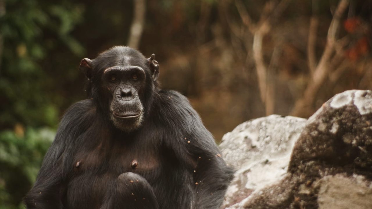 Kila was one of an increasing number of chimpanzees to be killed by poachers. 