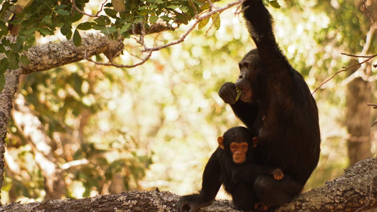 Wildlife Week 2019: Scientists on the frontline desperately trying to protect chimps from poaching for zoos, pet markets, tourism