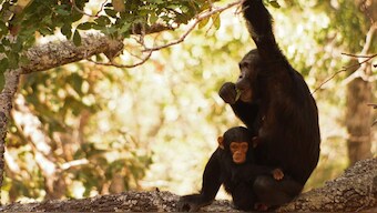 Wildlife Week 2019: Scientists on the frontline desperately trying to protect chimps from poaching for zoos, pet markets, tourism