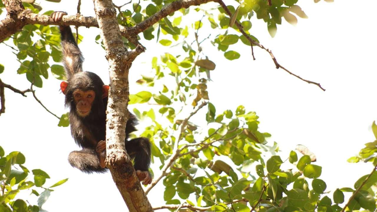 Kitu was only two years old when she died. Protecting future generations of chimpanzees will take a coordinated effort by governments and researchers.