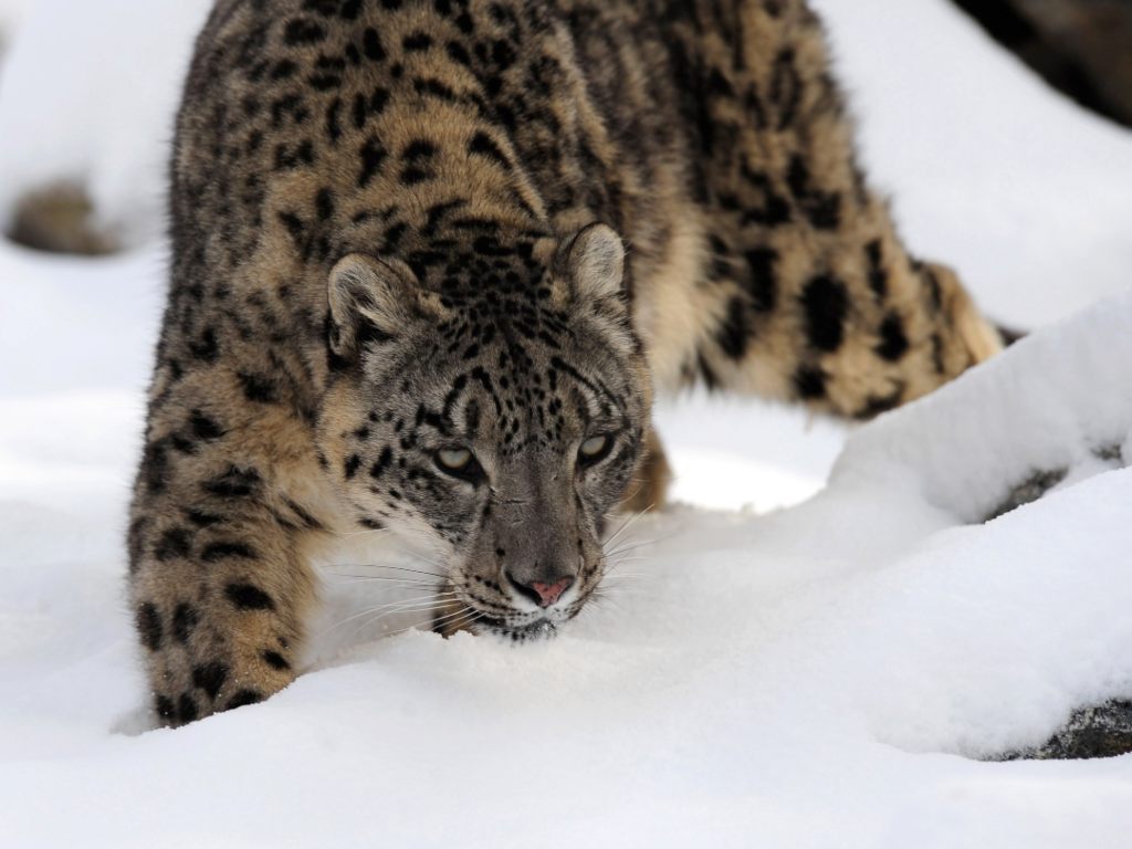 Kailash, a Snow leopard walking in the snow at the Banham Zoo on 7 January 2010 in Norfolk, United Kingdom. Image: Getty 