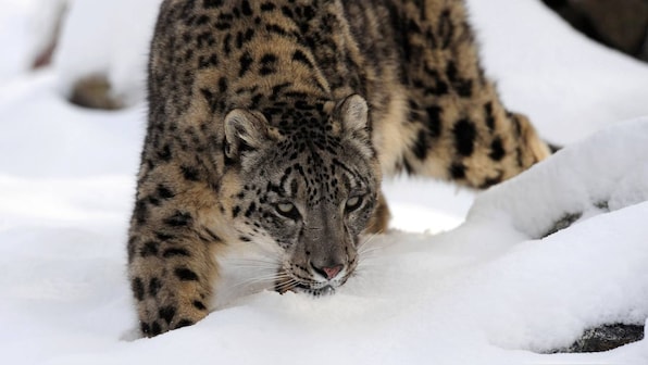 India launches protocol for Snow leopard counts, urges other range nations to help double numbers
