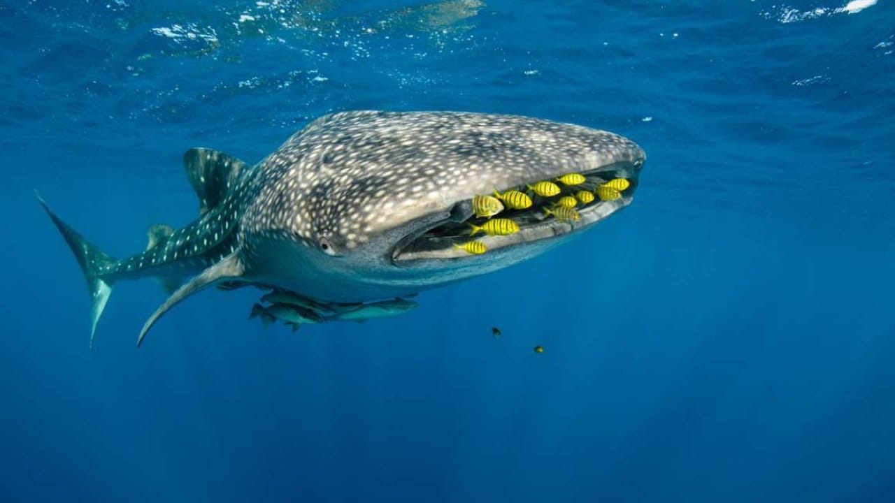 Species in the hundreds were found in the mouth of whale sharks. 