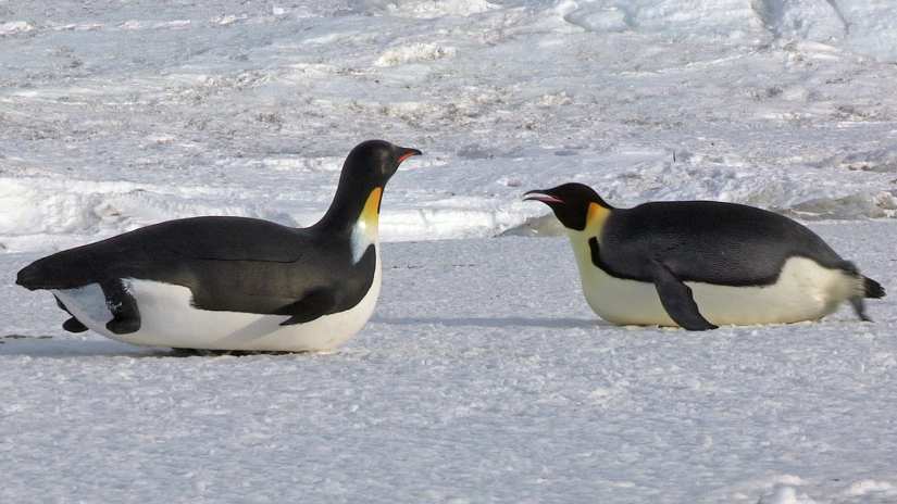 Spy tobogganing penguin with emperor penguin. Antarctica. Sony BBC Earth