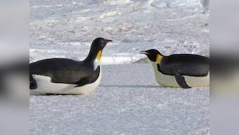 Spy in the Snow review: BBC special deftly combines voyeuristic entertainment and education on animal behaviour
