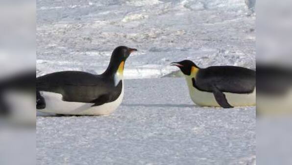 Spy in the Snow review: BBC special deftly combines voyeuristic entertainment and education on animal behaviour