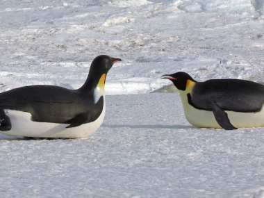 Spy in the Snow review: BBC special deftly combines voyeuristic entertainment and education on animal behaviour Spy in the Snow review: BBC special deftly combines voyeuristic entertainment and education on animal behaviour