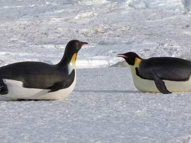 Spy in the Snow review: BBC special deftly combines voyeuristic entertainment and education on animal behaviour