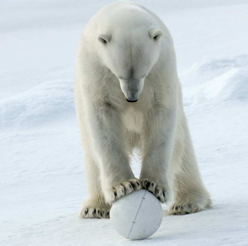 Polar bear crushing Snow Ball Cam. 
