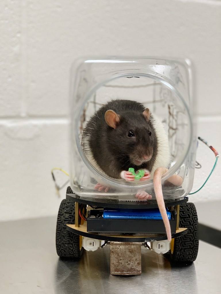Rats have mastered the art of driving a tiny car, suggesting that their brains are more flexible than we thought. Image credit: Kelly Lambert/UoW