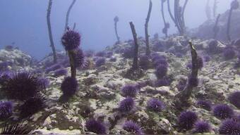 Underwater annihilation: Purple sea urchin swarm wreaks havoc along US West Coast
