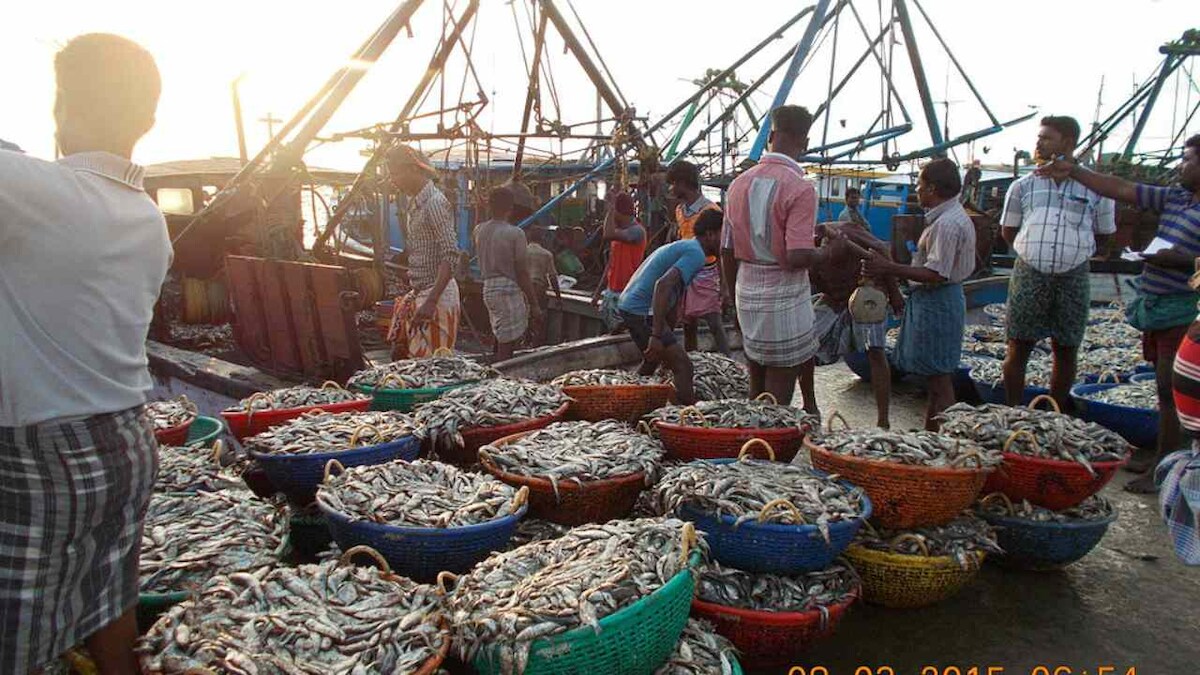 Wildlife Week 2019: Indian fisherfolk transitioning away from