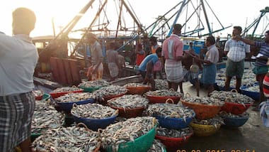 Wildlife Week 2019: Indian fisherfolk transitioning away from tradition is affecting fisheries nationwide